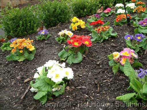 Polyanthus bed_2 